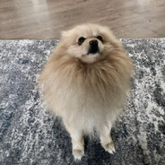 [FEAR] DaniikMizinov