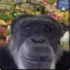 monkey