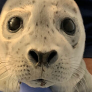 seal pup