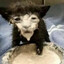 GATO FILHO DA PUTA