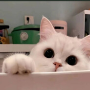 迎风听雨话茶凉