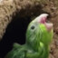 A Quietly Sobbing Parakeet