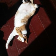 电脑玩家乔布斯