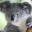 MR. KOALA