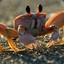 Ospuze Crab
