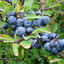 Prunus spinosa