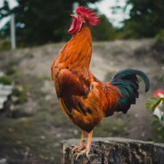Rooster
