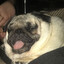 твич timoha_bez_mozgov420's avatar