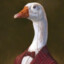 Wise Goose