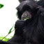 Le_Munk
