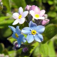 Myosotis