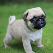 pug