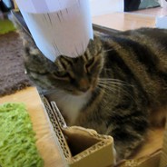 ♪CaLl Me Polnareff Cat