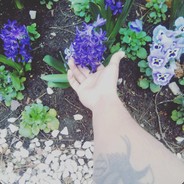 一个孤独的 黑乌鸦