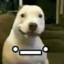 Dxvid