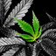 adisoon.420 | cstorm.pl
