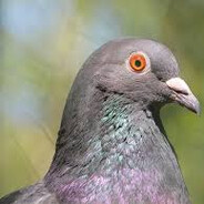 Pigeonn