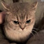 Sticky Cat