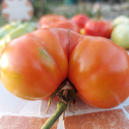 A Plump Tomato