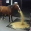 Vomiting Horse