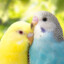 babyBudgie