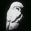 honeybadger