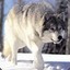 Arctic Wolf