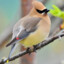 cedarwaxwing_lover190