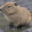 Capybara god