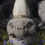 turtleguyy_