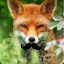 FoxStache