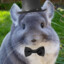 Mr. Chinchilla