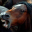 bayoelcaballo