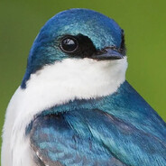 明明如月何时可掇