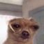 DawgHoof