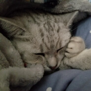 望你如此月入怀