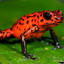 A Poison Dart Frog