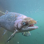 DR.Salmon
