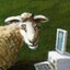 mutton