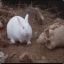 WhiteRabbit