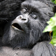 Sleeping Chimps