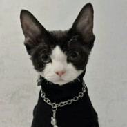 翻斗花园王子爹