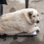 100kg/peek КРУГГЕТС