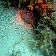 [MXS] Knights TryAgain