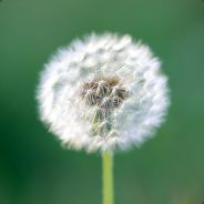 阿罗拉的猫老大