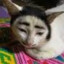 Gato Zé Bunitinho