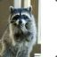 Raccoon
