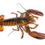 lobster