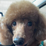 不哩不咯我是个机器人