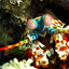 mantis shrimp